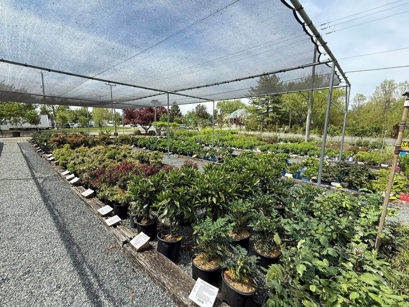 Shrubs
