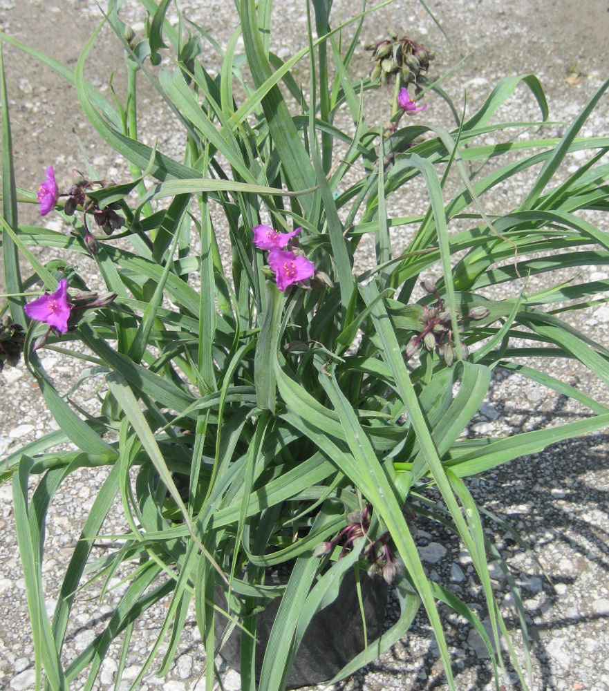 Concord Grape Spiderwort (Tradescantia x andersoniana 'Concord Grape') - QT
