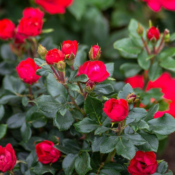 Petite Knock Out® Rose (Rosa K.O 'Petite') - QT - Meadows Farms