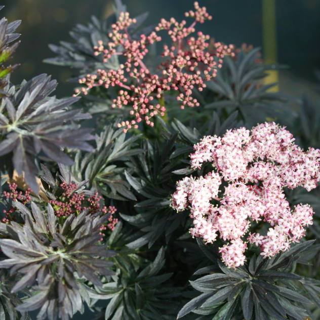 Laced Up® Elderberry (Sambucus N 'Laced Up') - 1 gallon