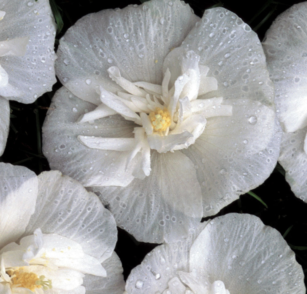 White Chiffon® Rose of Sharon (Hibiscus syriacus 'Notwoodtwo') - 1 gallon