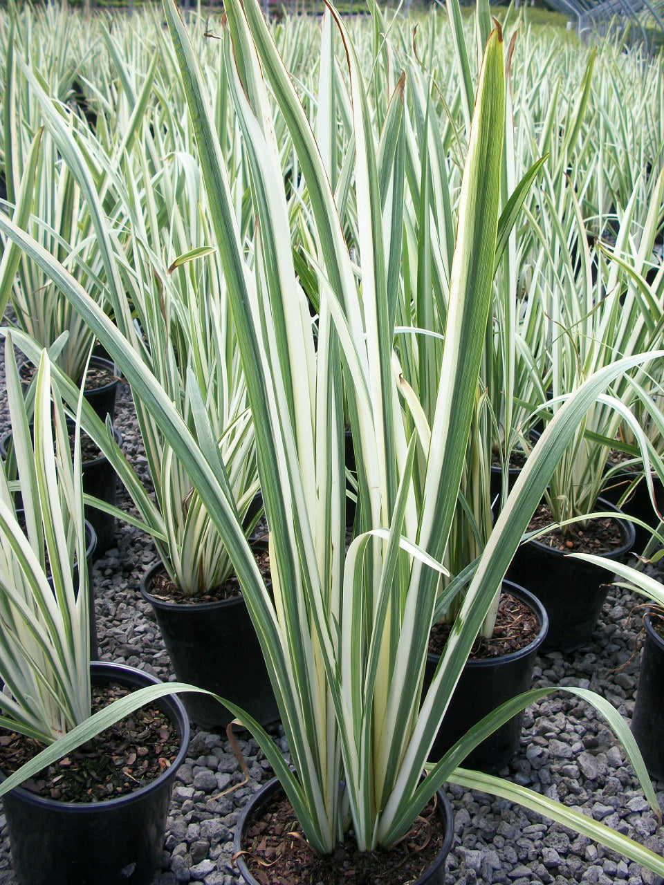 Variegated Japanese Iris (Iris ensata 'Variegata') - 1 gallon