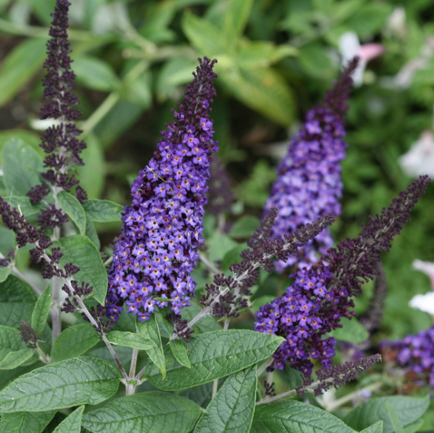 Pugster Blue® Butterfly Bush (Buddleia 'Pugster Blue') - 1 gallon