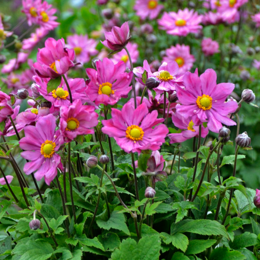 'Curtain Call Deep Rose' Japanese Anemone (Anemone 'Curtain Call Deep Rose') - 1 gallon