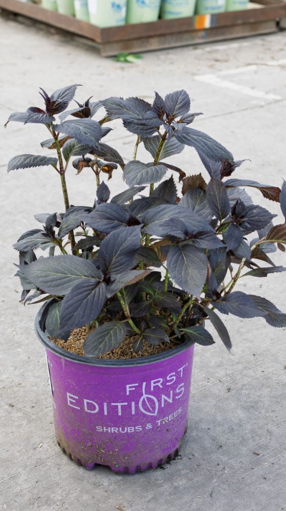 Eclipse® Bigleaf Hydrangea (Hydrangea macrophylla 'Eclipse') - 2 gallon