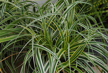 Plants that Work Feather Falls Sedge