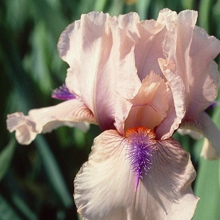Plants that Work Concertina Bearded Iris