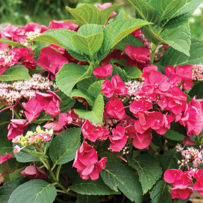 Plants that Work Hydrangea
