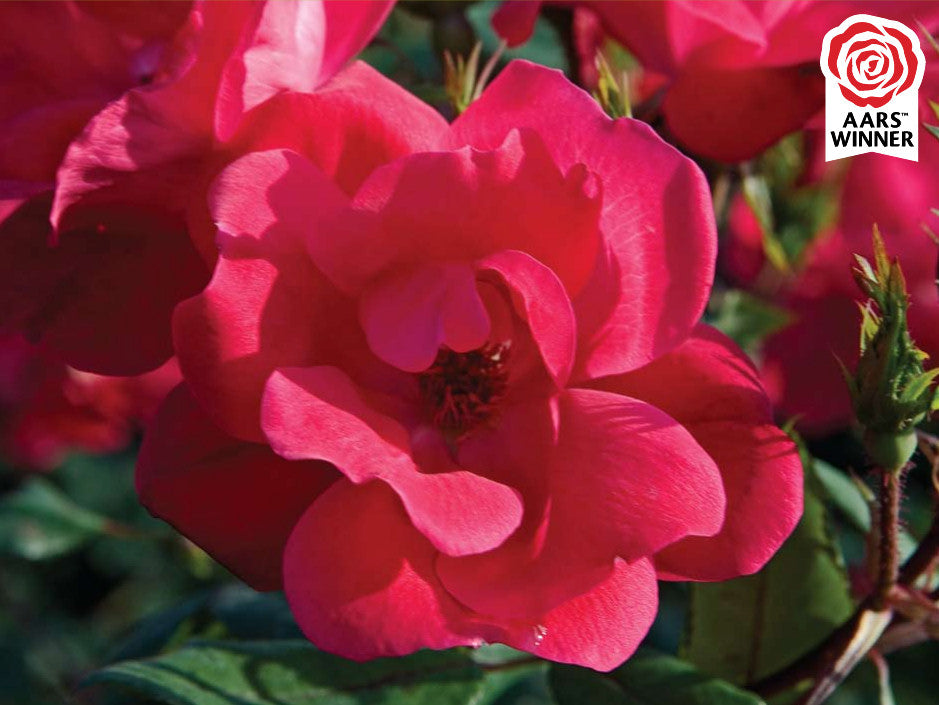Red Knock Out® Rose (Rosa K.O 'Radrazz') - 1 gallon