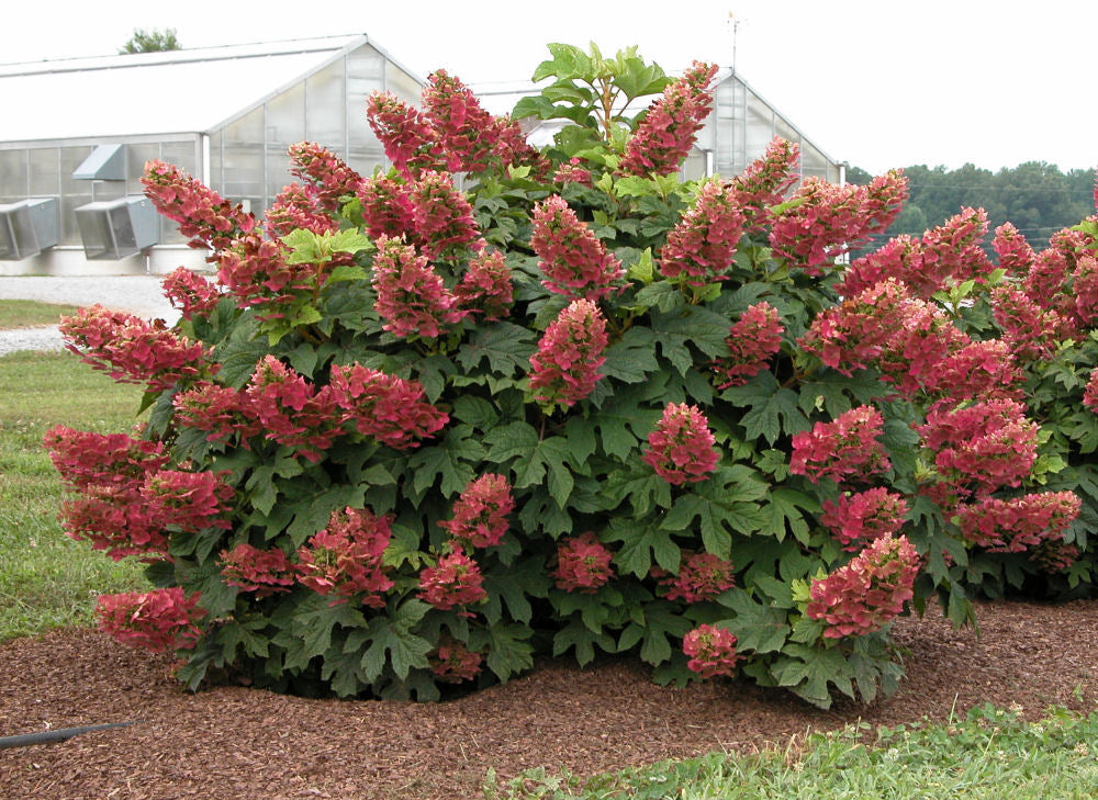 Ruby Slippers Oakleaf Hydrangea (Hydrangea quercifolia 'Ruby Slippers') - 3 gallon 12"