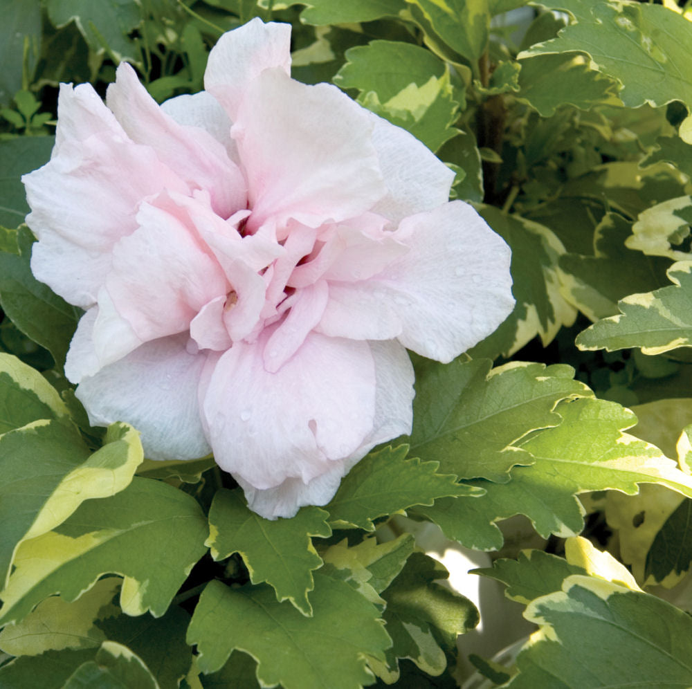 Sugar Tip® Rose of Sharon (Hibiscus syriacus 'America Irene Scott') - 1 gallon