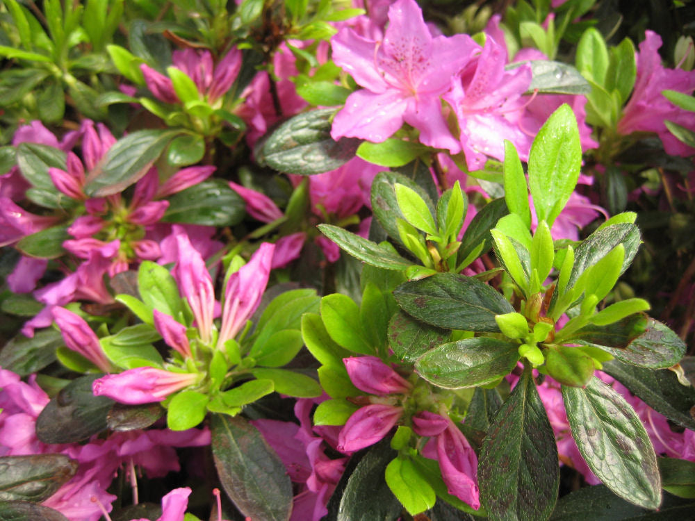 Herbert Azalea (Azalea x 'Herbert') - 3 gallon 15"