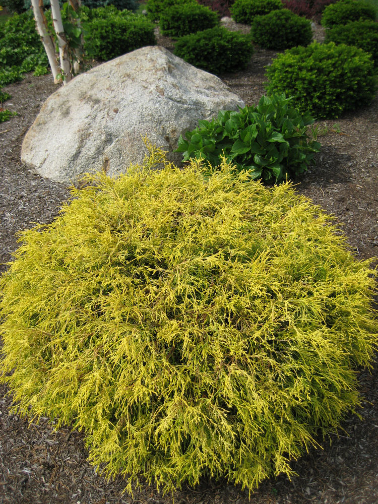 Gold Mop Cypress (Chamaecyparis pisifera 'Mops') - 3 gallon 15"