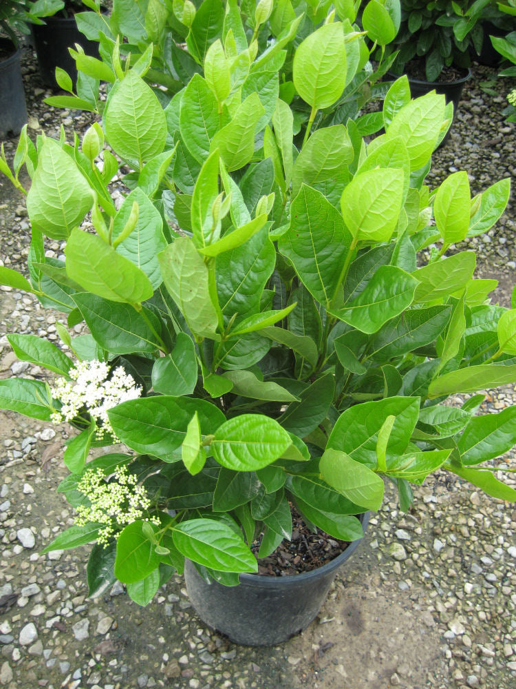 Winterthur Viburnum (Viburnum nudum 'Winterthur') - 3 gallon 18"