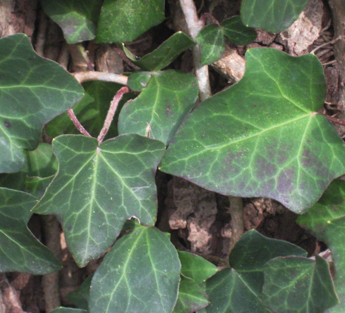 Thorndale English Ivy (Hedera helix 'Thorndale') - 1 gallon