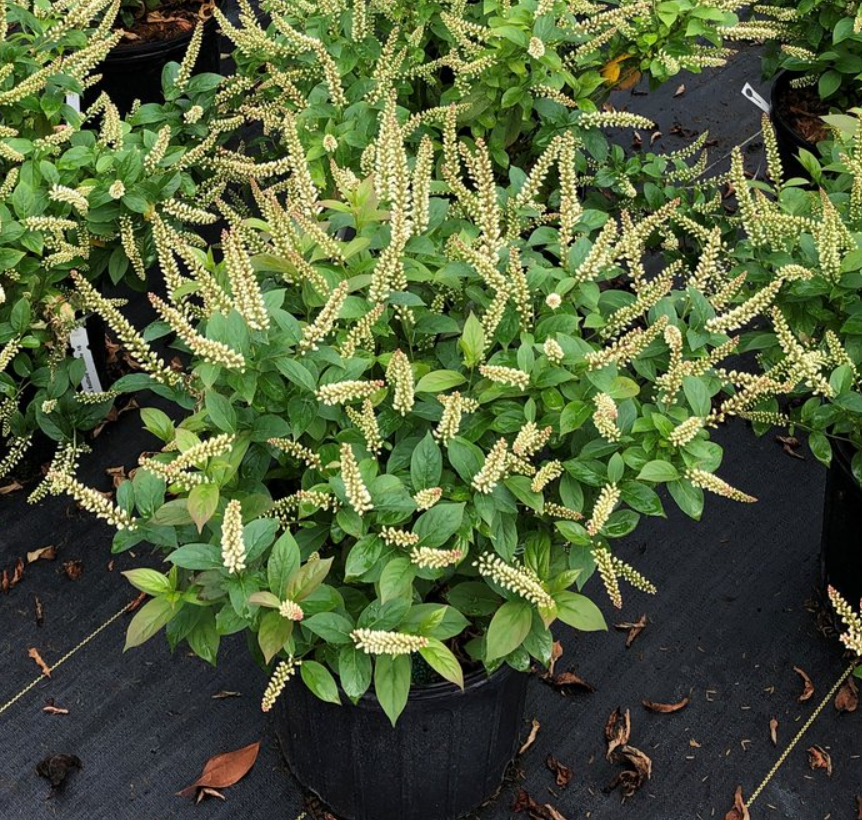 Fizzy Mizzy® Sweetspire (Itea fizzy 'Mizzy') - 3 gallon